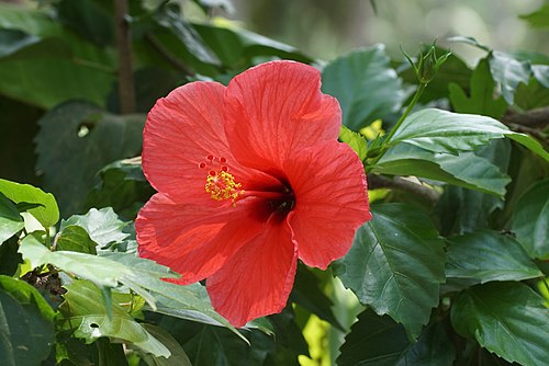 Hibiscus