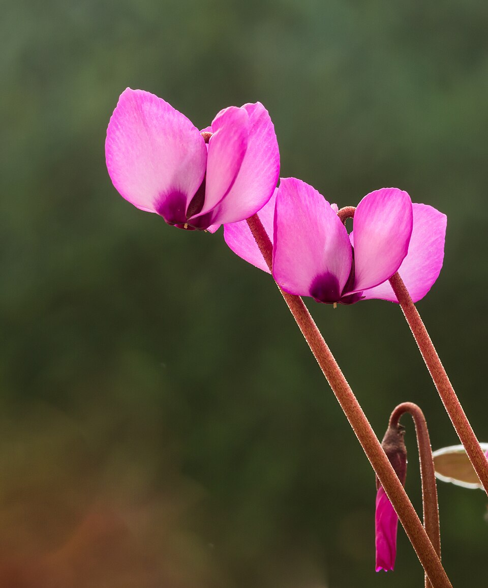 Cyclamen